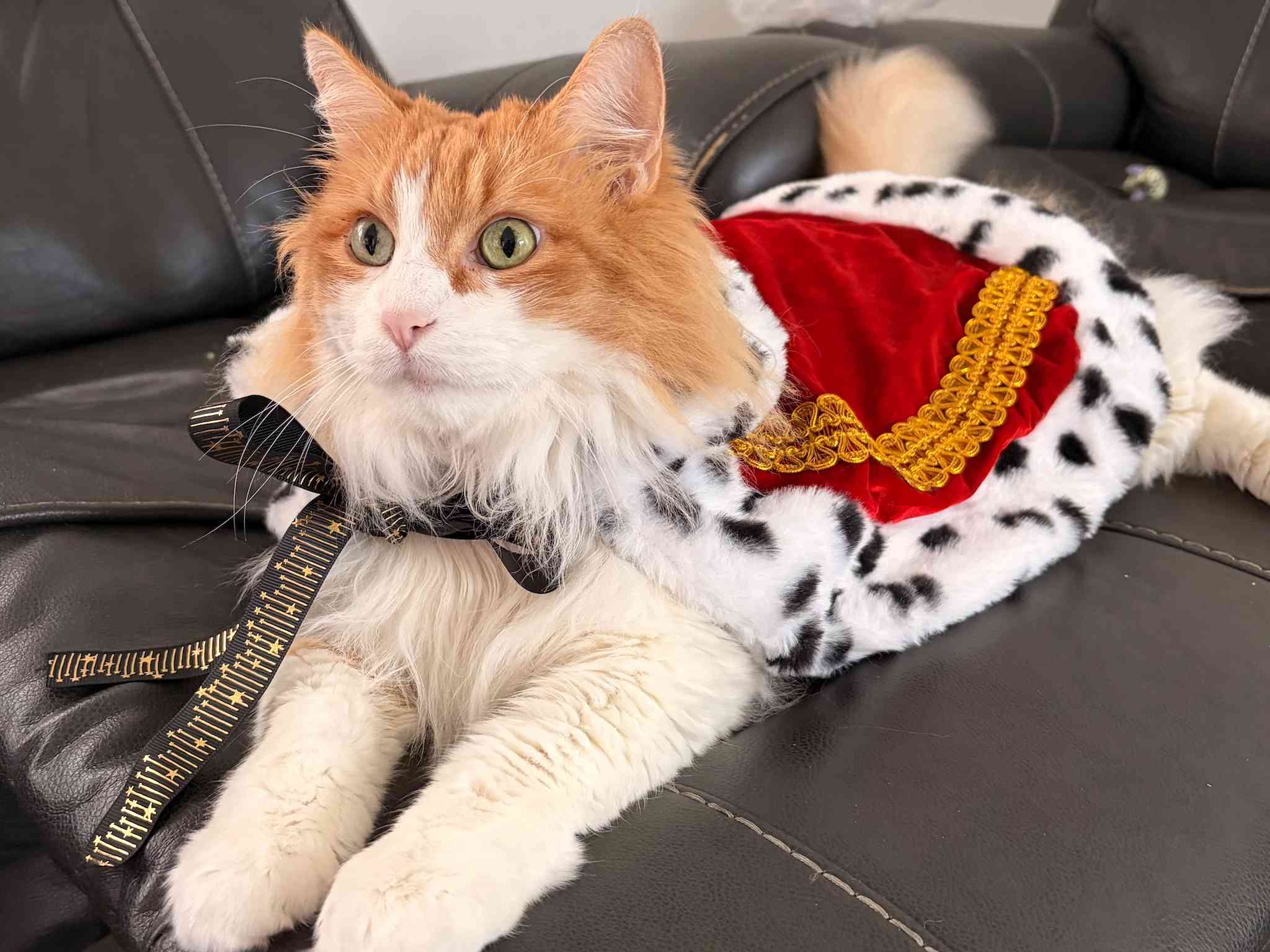 Jack, Luna Ann's fluffy cat